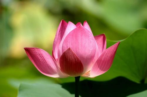 Why Do We Need to Learn Buddha Dharma? What Is the Fundamental Reason for Doing so?